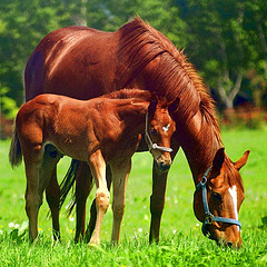 Certified Equine Appraiser, Horse Appraisals, Horse Value Expert and Equine Litigation. Providing Certified Equine Appraisals nationwide. All appraisals are done by a Certified ASEA Horse Appraiser.